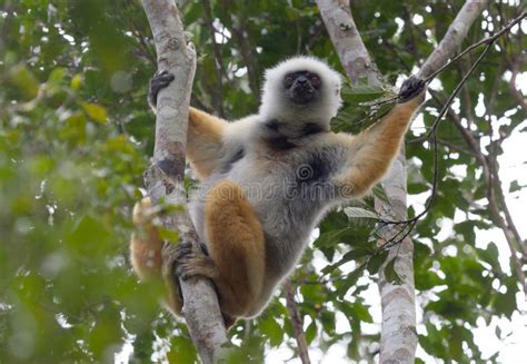 Golden Sifaka, Dancing Lemur of Madagascar Stock Image - Image of ...