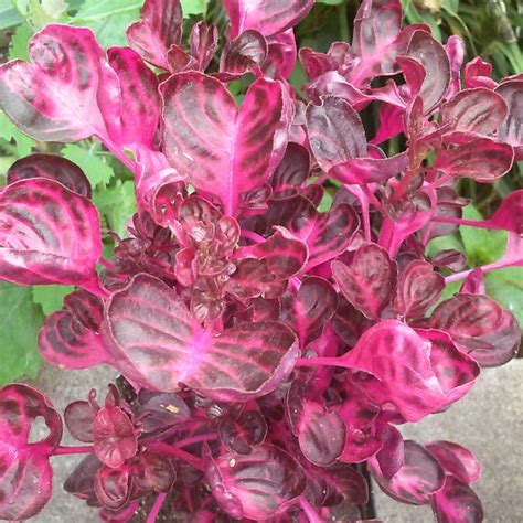 Iresine herbstii, Herbst's Bloodleaf in GardenTags plant encyclopedia