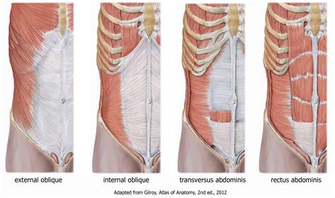 What's a Rib Flare and What Does it Mean? — Integrate 360 Physical Therapy