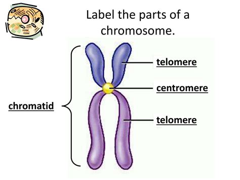 What Are The Parts Of A Chromosome | Images and Photos finder