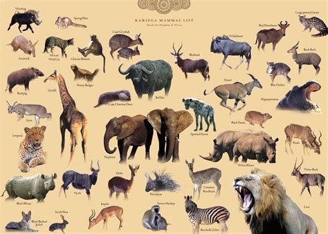 South African Animals