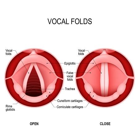 The Larynx & Trachea: Functions, Protective Mechanisms & Voice ...