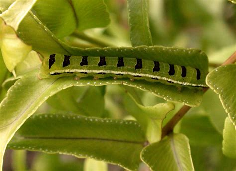 caterpillar camouflage | Flickr - Photo Sharing!