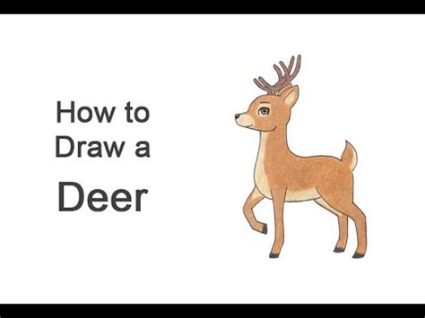 How To Draw A Deer Easy Video