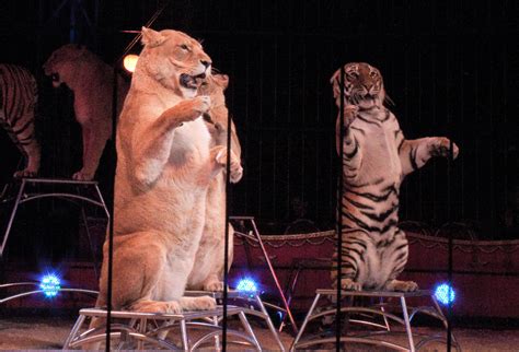 Wild animals in circuses in france - Born Free