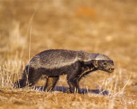 Honey Badger - Facts, Diet, Habitat & Pictures on Animalia.bio