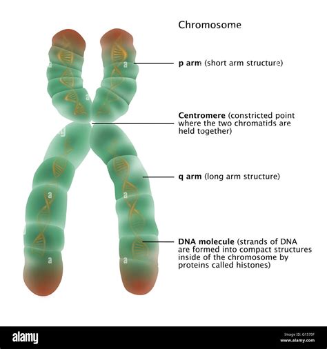 Illustration Of The Detailed Structure Of A Chromosome The P Arm ...