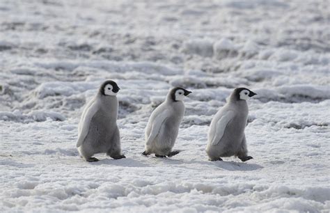 ｜企鵝｜Penguin 上的釘圖