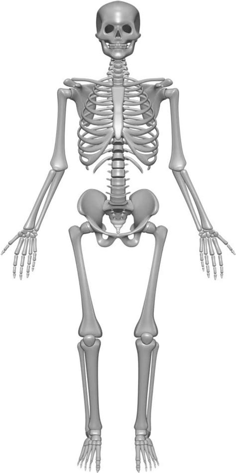 Skeleton System - (Structure + Composition + Facts) - Science4Fun