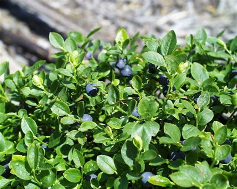 Bilberry / Whortleberry