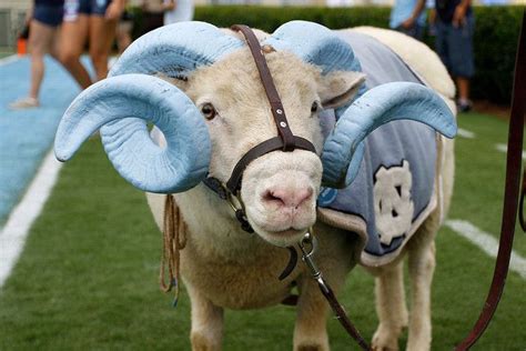 rameses the real, looking less threatening | Tar heels, Unc, Unc tarheels