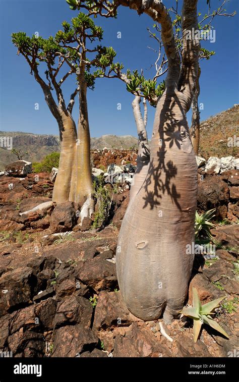 Desert Rose Socotra Island Stock Photos & Desert Rose Socotra Island ...