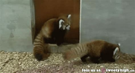 Red Panda GIFs - Find & Share on GIPHY