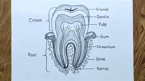 How to draw Structure of tooth diagram drawing/ Tooth structure drawing ...