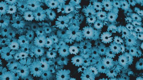 Blue Flower Desktop Wallpaper