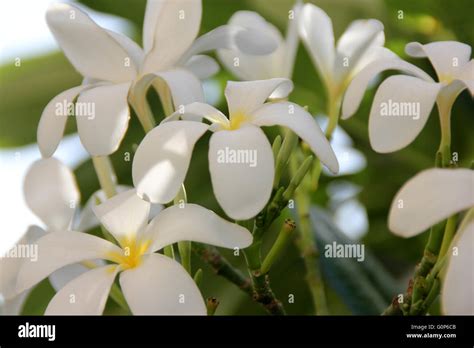 Plumeria obtusa, Singapore graveyard flower, evergreen small tree with ...