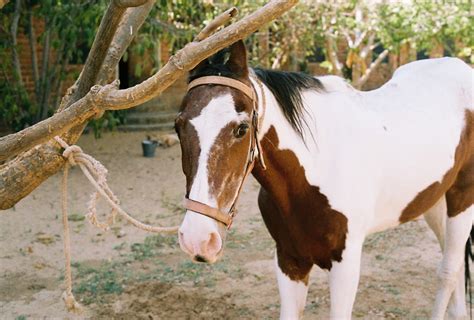 9 Beautiful, Rare and Unusual Horse Breeds - PetHelpful