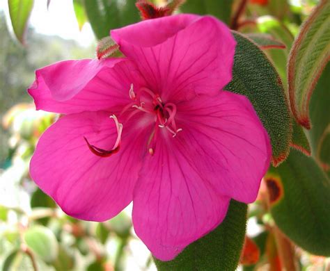 Tibouchina cardinalis - Brazilian Princess Flower