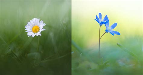 13 Tips for Photographing Tiny Spring Flowers | PetaPixel