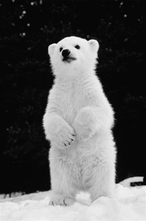 Oso hermoso 😍 | Cute animals, Baby polar bears, Animals wild