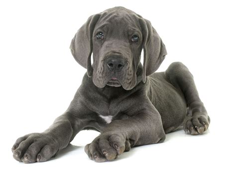 #1 | Great Dane Puppies For Sale In Texas | Uptown