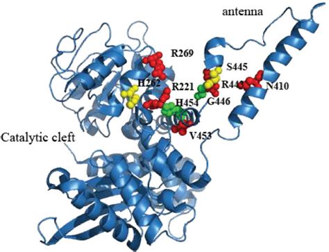 Crystal structure of human glutamate dehydrogenase (GDH) showing the ...