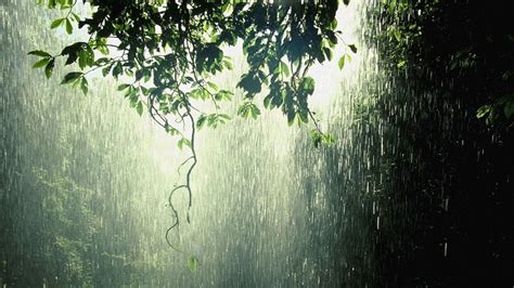 Photography Rain Raining Forest Green Wallpaper Relaxing Rain Sounds ...