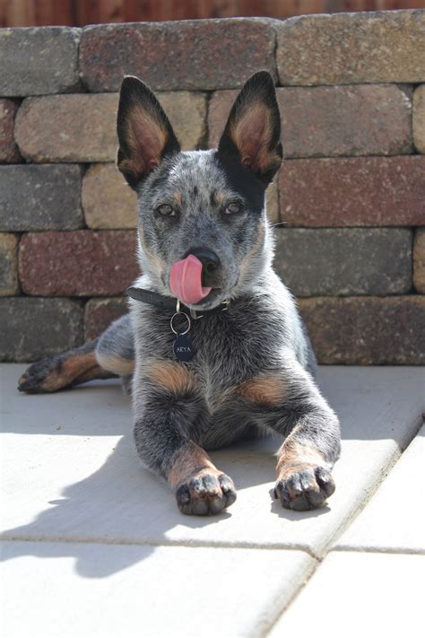 Queensland heeler, blue heeler, Australian cattle dog puppy (So many ...