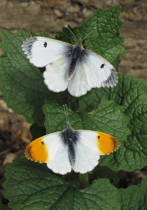 UK Butterflies - Orange-tip - Anthocharis cardamines | Butterfly ...