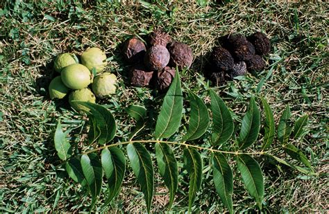 Black Walnut (Juglans nigra); 25 bare root seedlings – Forest ...