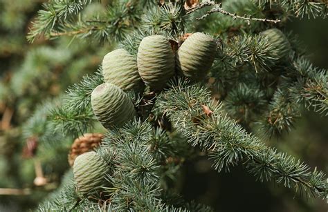 Types Of Cedar Pine Trees