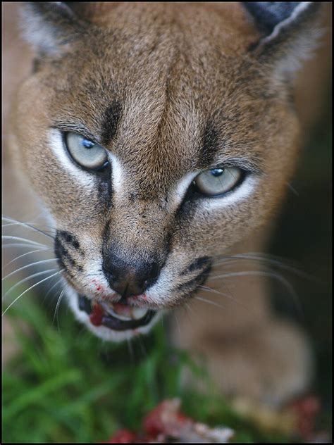 "Caracal Lynx feeding" by Ian Midwinter | Redbubble