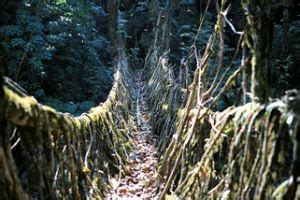 The Root Bridges of Cherrapunji - centuries-old bridges, grown from ...