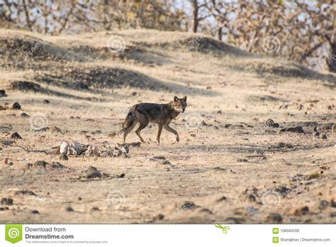 Indian Jackal or Golden Jackal Stock Image - Image of canis, india ...