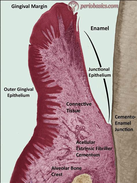 The Importance Of The Junctional Epithelium In Maintaining Gingival ...