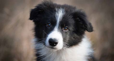 53+ What To Feed A Border Collie Puppy Pic - Bleumoonproductions