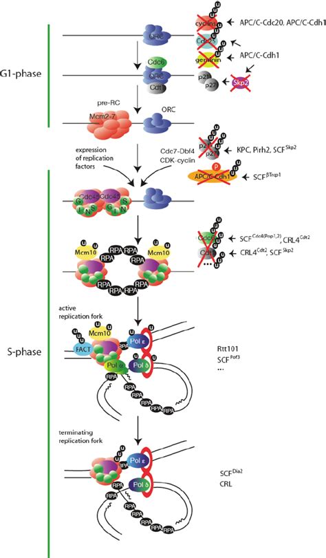 Ubiquitylation regulates every stage of eukaryotic DNA replication. A...