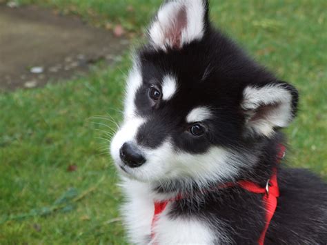 Cute Alaskan Malamute puppy photo and wallpaper. Beautiful Cute Alaskan ...