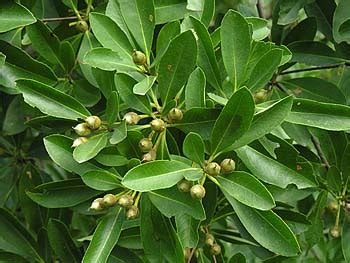 Loblolly Bay (Gordonia lasianthus)