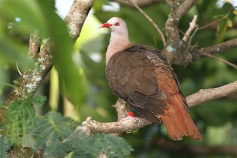 Pink pigeons in Mauritius made a remarkable comeback from near ...