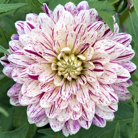 Streaked Pink Dinner Plate Dahlia Tubers for Sale | Smokey – Easy To ...