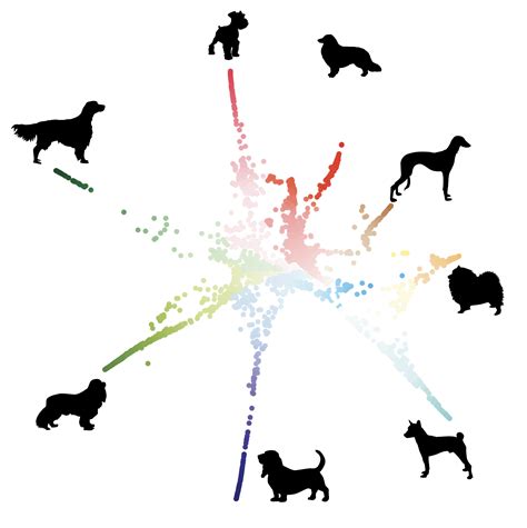 The DNA of Dog Breeds — Information is Beautiful Awards