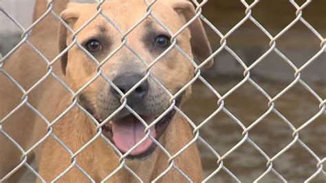 Sacramento animal shelter launches new program to find missing pets