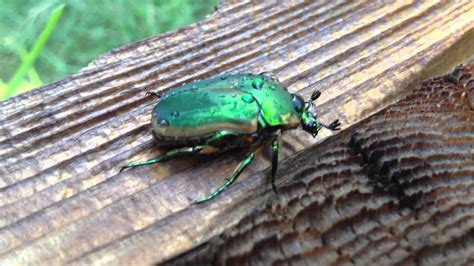 Green Scarab Beetle in the Garden - YouTube