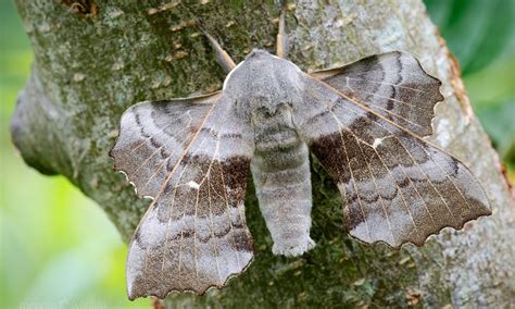 Minchinhampton Marking Day | Butterfly Conservation