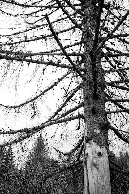 Premium Photo | A black and white photo of a dead tree with the tree in ...