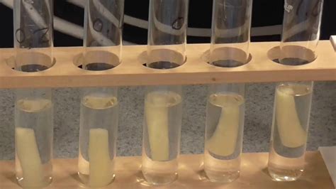 Osmosis In Potatoes Experiment