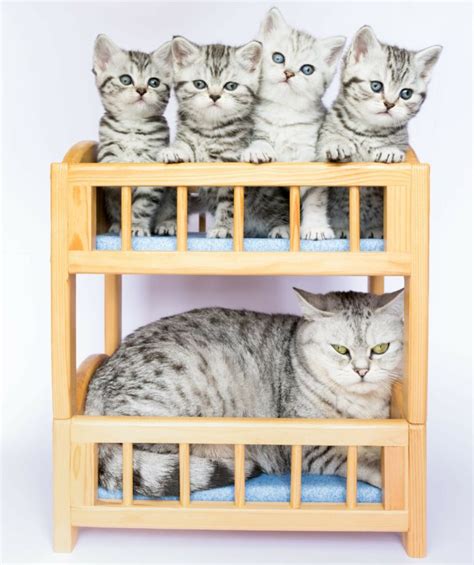 11 DIY Cat Bunk Bed Plans You Can Make Today (With Pictures) | Pet Keen