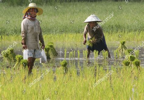 Rice Field Workers Plant Young Rice Editorial Stock Photo - Stock Image ...