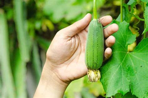 How to Plant Loofah(Luffa) Sponge? (Complete Growing Guides)